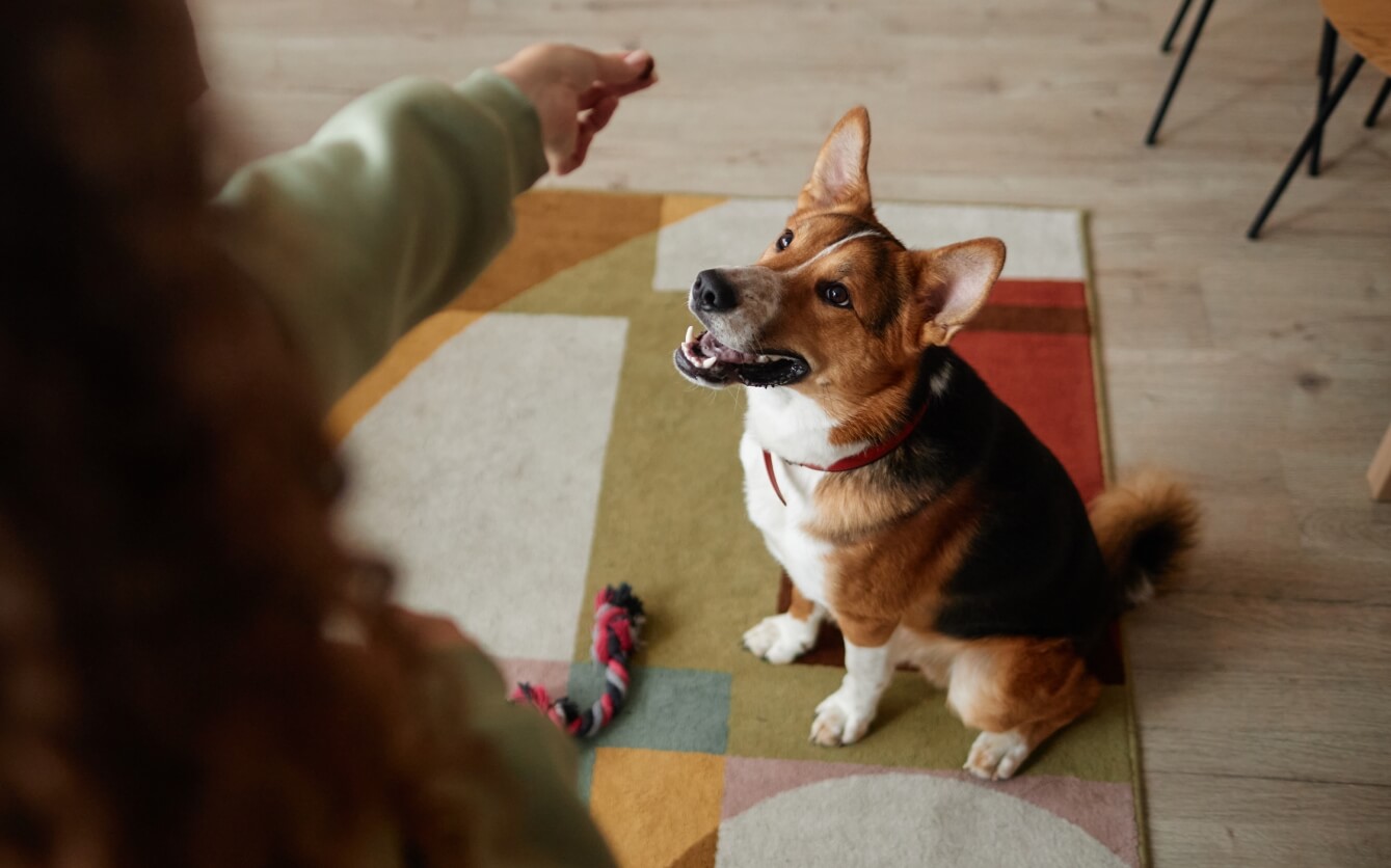 Teach Your Dog to Sit