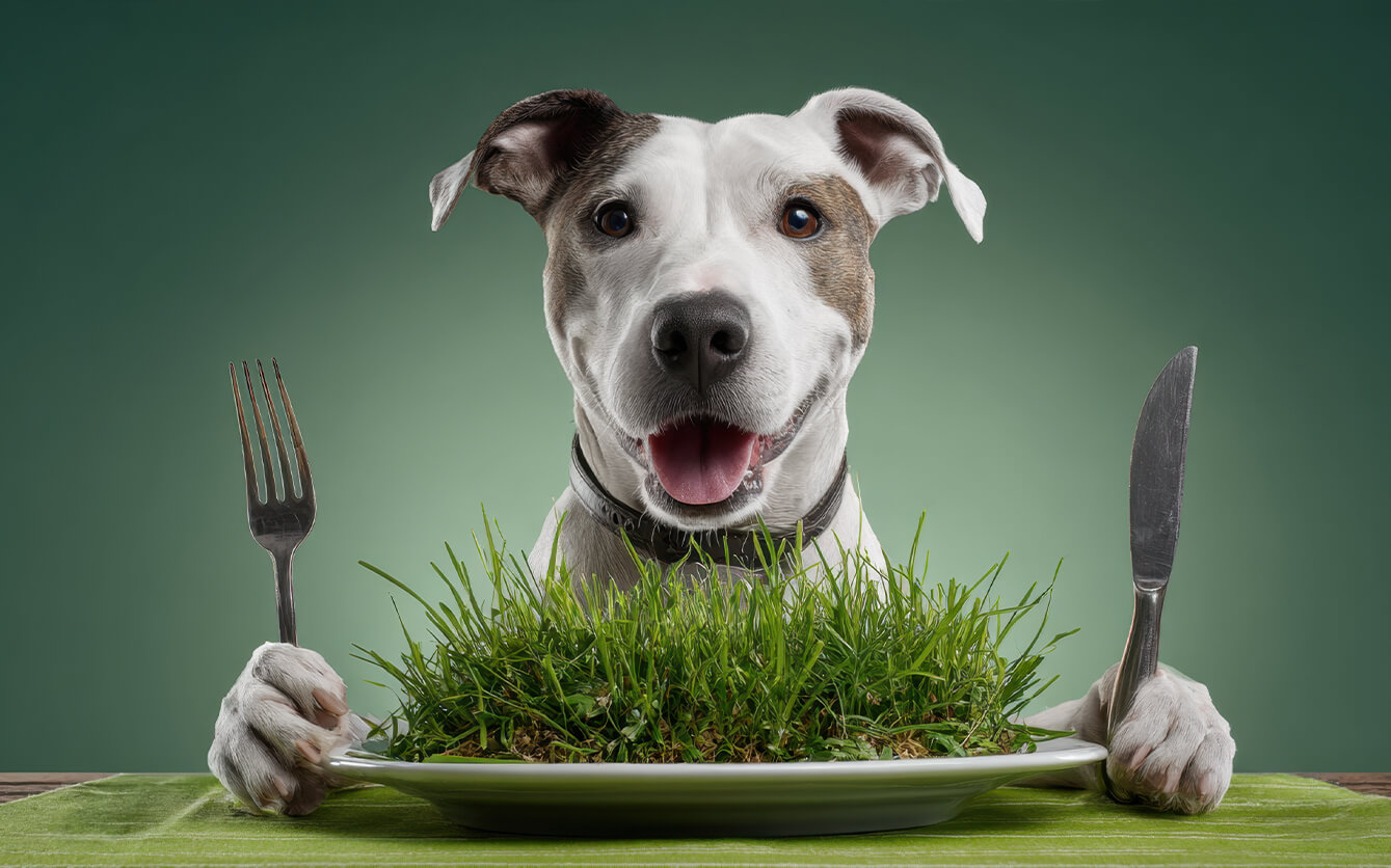 Why Do Dogs Eat Grass? Myths, Facts, and Explanations