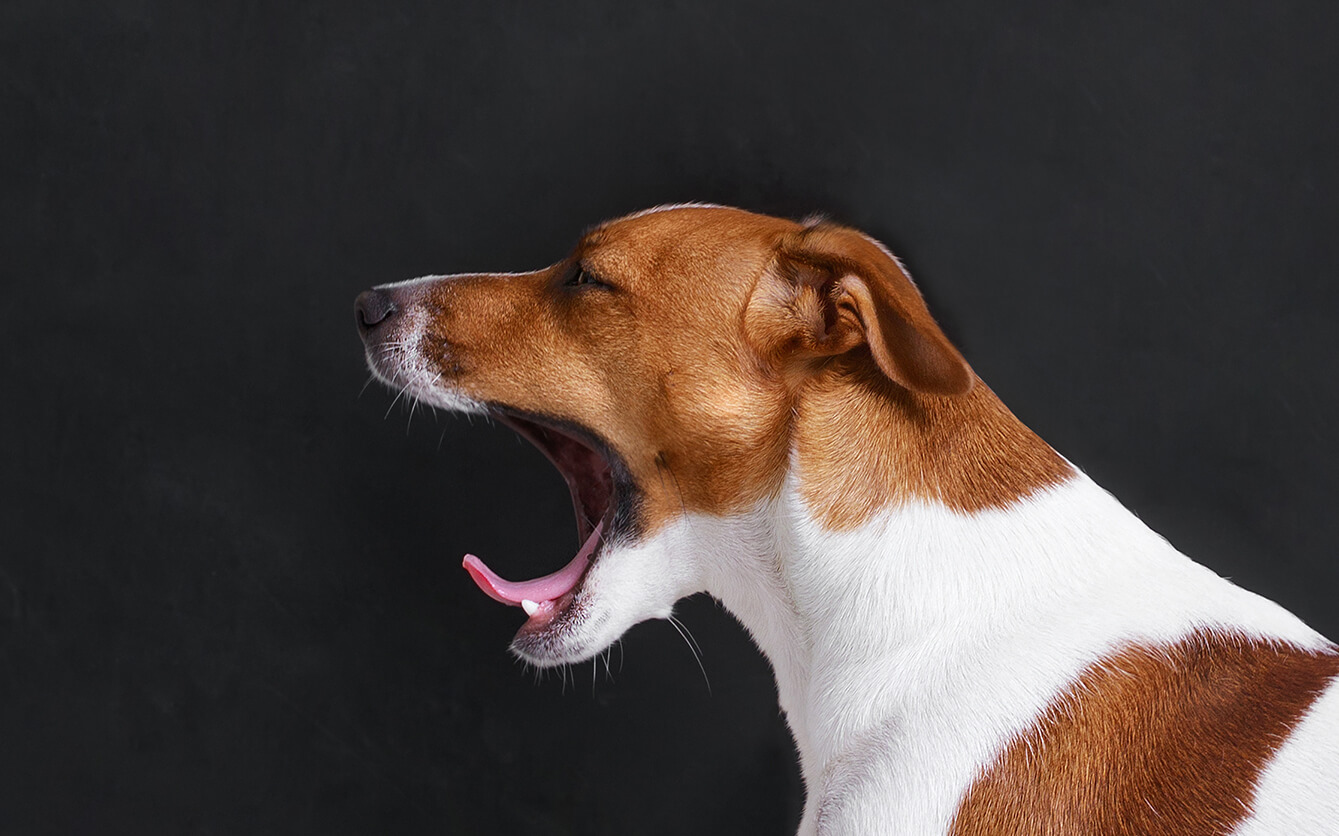 Why Do Dogs Yawn So Much?