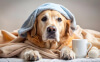 Common Dog Health Issues Every Pet Owner Should Know