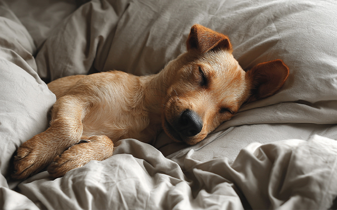 Do Dogs Dream? A Fascinating Look Into Your Dog's Sleep